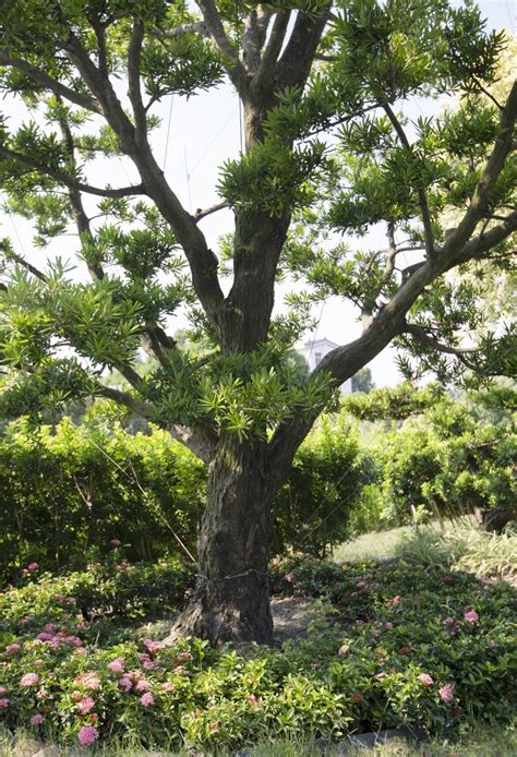 羅漢松種植方法|羅漢松：珍稀樹種的奧秘與養護撇步 – 植物盆栽綠寶典